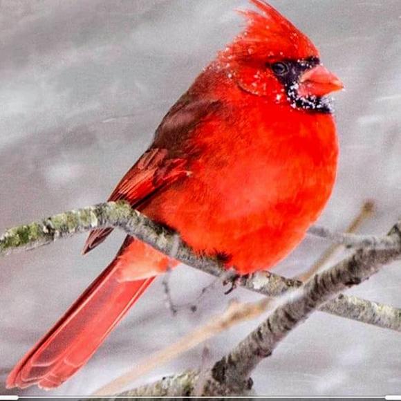 Meet your Posher, Doris - Picture 1 of 1